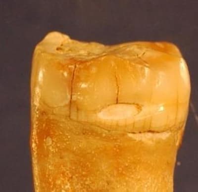 M ky9ugw - Eugenol