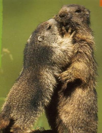 Marmotte couple dx2z66 - Eugenol