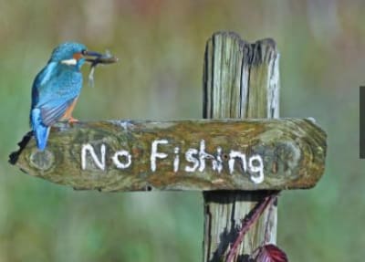 Martin pêcheur qwoyjb - Eugenol