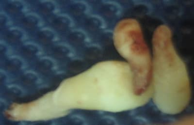 Mary1 fh5hqk - Eugenol