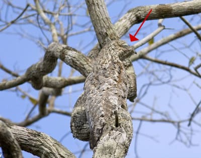 Mimetisme 1 m65v8r - Eugenol