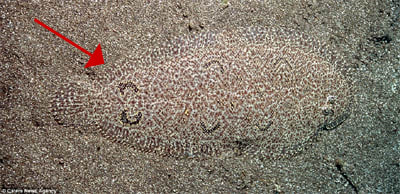 Mimetisme 3 bj9v7j - Eugenol