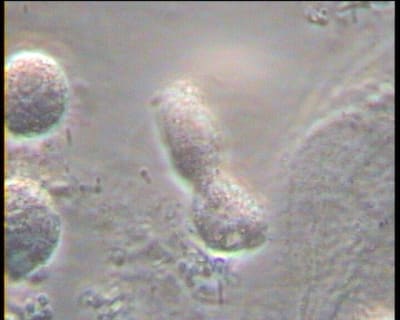 Mme x 2 hihqx8 - Eugenol