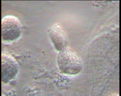 Mme x 4 tzwwdh - Eugenol