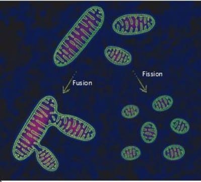 Nb0b3vevrky4e74rcj1c3qz4oodt - Eugenol