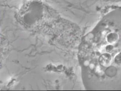 Phagocytose zgn8d4 - Eugenol