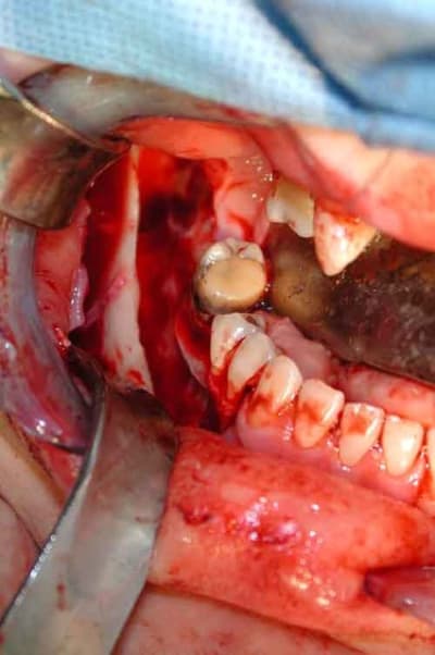 Photo 1 bsu27f - Eugenol