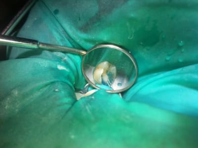 Photo 2 jkxv6f - Eugenol