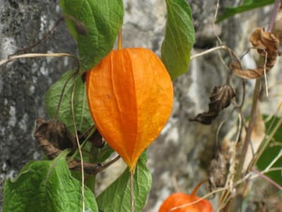 Physalis1 foqlok - Eugenol