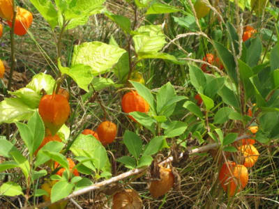 Physalis2 ksidke - Eugenol