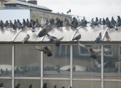 Pigeons 1 ywlroi - Eugenol