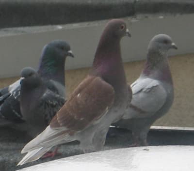 Pigeons 4 siks0w - Eugenol