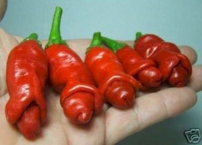 Piment tkpg9g - Eugenol