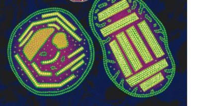 Poz6qticczlhttcdh2zg27ops88s - Eugenol