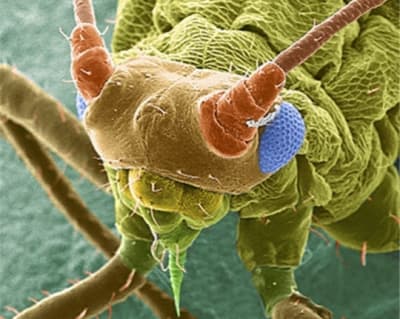 Puceron 374608 iucuxi - Eugenol