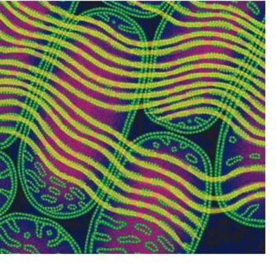 R7vqrb7vozj28xzh1rngrtx4rdyq - Eugenol