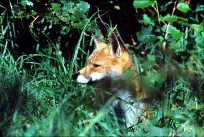 Renard regarde1 lihu2t - Eugenol