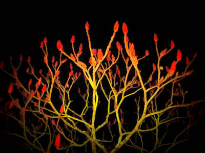 Rhus de nuit effet lomo zsqkh5 - Eugenol