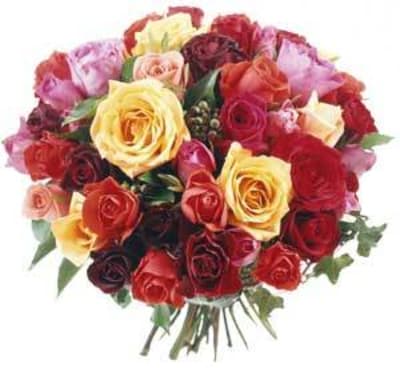 Roses enxj3b - Eugenol