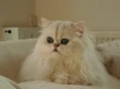 S507182620 28307 4299 xcalki - Eugenol