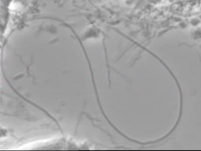 Sekoiça 1 vqt14b - Eugenol