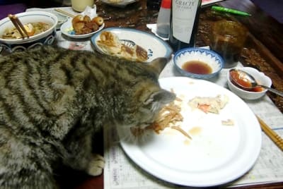 Shitora toqp3d - Eugenol