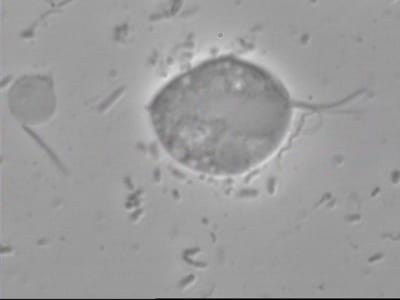 Tricho et flagelles fxheh3 - Eugenol