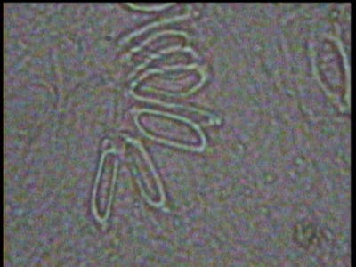 Yen1 acc9no - Eugenol