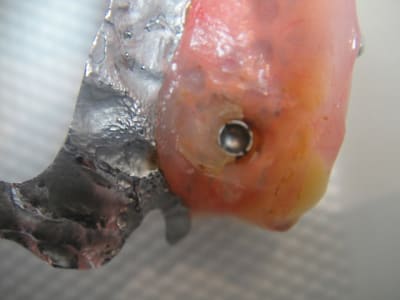 Yvette collin 002 ck1x0r - Eugenol