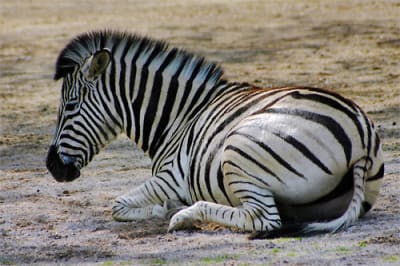 Zebre efk4sn - Eugenol