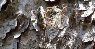 Zig zig zig zig g8ogyv - Eugenol