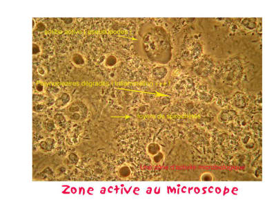 Zone active gwp7rr - Eugenol