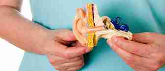 A person in medical scrubs holds a detailed anatomical model of a human ear, showing the outer, middle, and inner structures, with a stethoscope draped around their neck.