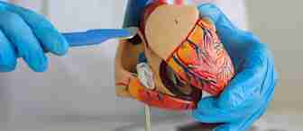 A person wearing blue gloves uses a scalpel to point at a detailed anatomical model of a human heart, displaying various structures and blood vessels.