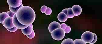 A microscopic view of spherical bacteria clusters shaded in purple. The bacteria are shown in various sizes and appear against a dark backdrop with hints of red and green, giving the image a vibrant, slightly abstract appearance.