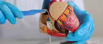 A person wearing blue gloves uses a scalpel to point at a detailed anatomical model of a human heart, displaying various structures and blood vessels.