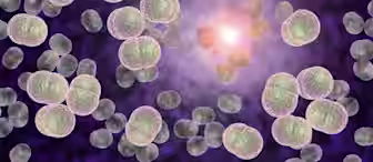 A computer-generated image depicting clusters of round, semi-transparent bacterial cells against a dark purple background. The bacteria are shown in various sizes and orientations, appearing three-dimensional with intricate surface textures.