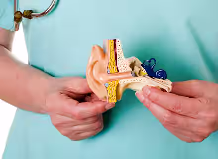 A person in medical scrubs holds a detailed anatomical model of a human ear, showing the outer, middle, and inner structures, with a stethoscope draped around their neck.