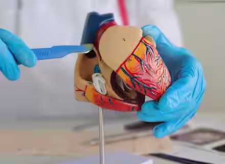 A person wearing blue gloves uses a scalpel to point at a detailed anatomical model of a human heart, displaying various structures and blood vessels.