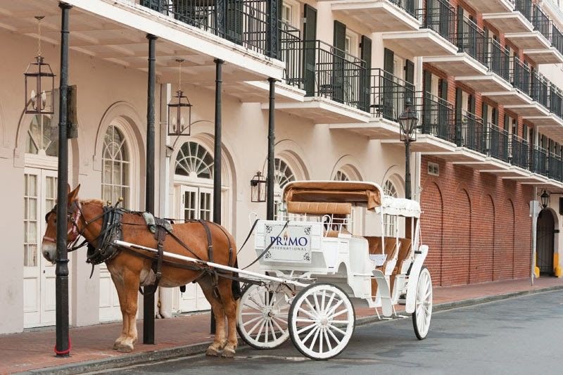 Horse & Carriage in New Orleans