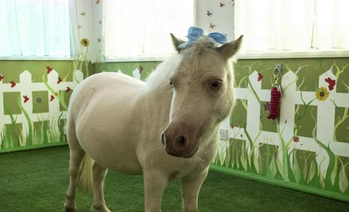 mini ponies mini ponies