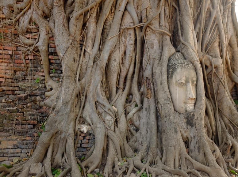 Famous Buddha's Face Carved on a Tree