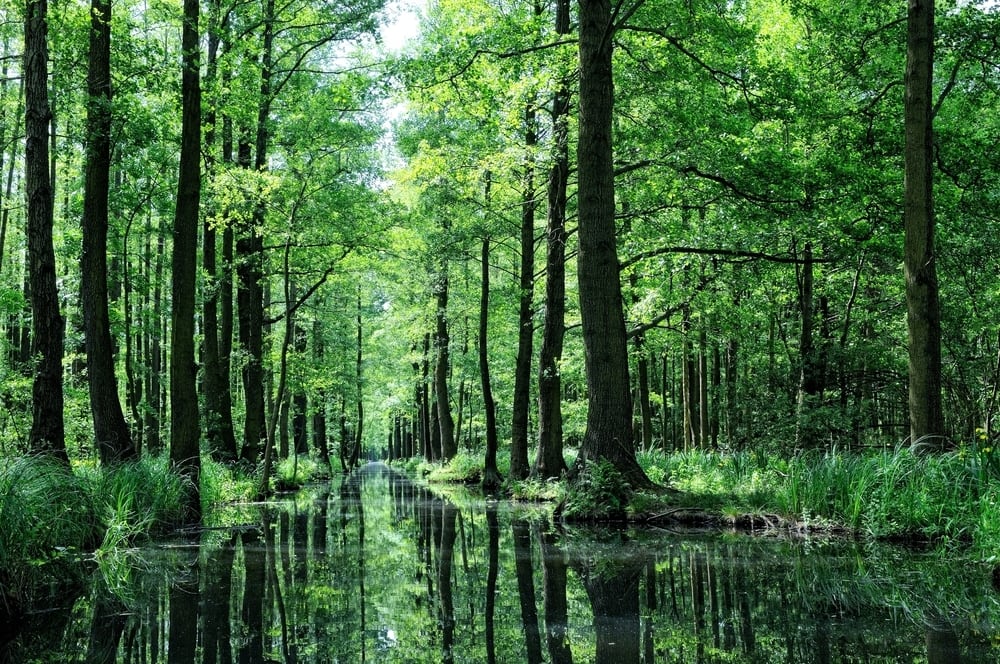 A Forest of Tall Green Trees with a River Flowing through it