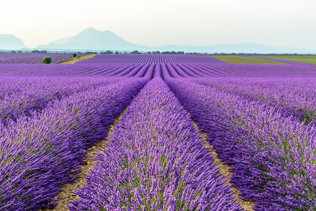 Lavender Fields of Provence