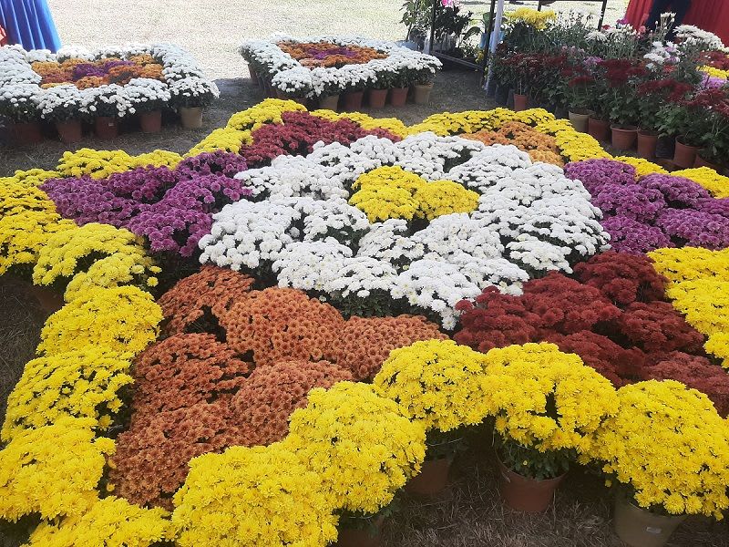 जावलाखेलमा गोदावरी फूलको प्रतियोगितात्मक प्रदर्शनी शुरु