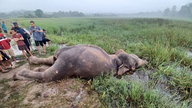 झापाकाे भद्रपुरमा हात्ती मृतावस्थामा फेला