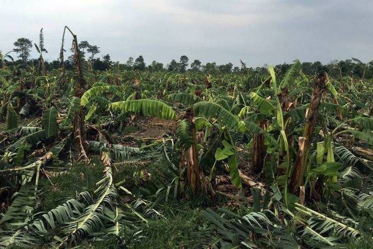 हावाहुरीले केराखेतीमा ठूलो क्षति