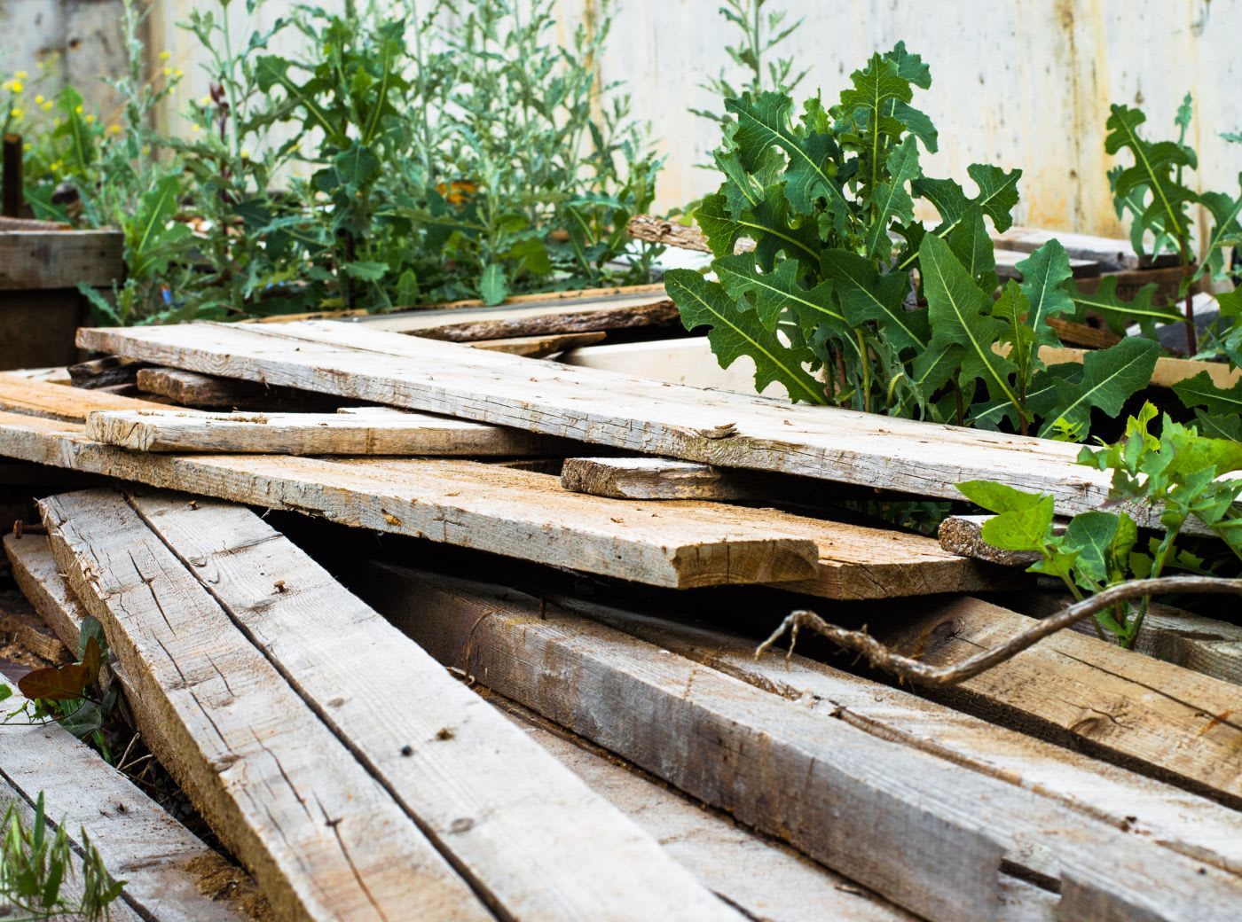 Holz und Altholz entsorgen: Gibt es Unterschiede?