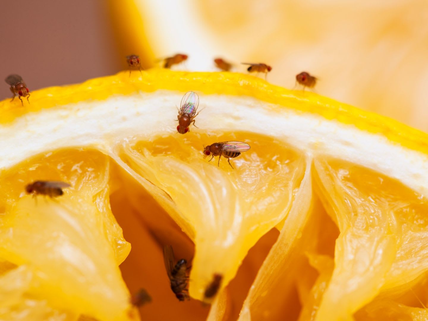 Fruchtfliegen loswerden: Tipps & Hausmittel