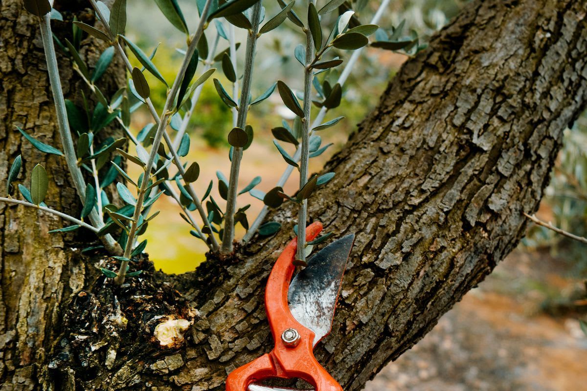 Wassertriebe entziehen dem Olivenbaum Energie. An den senkrechten Zweiglein wachsen niemals Früchte. Um keine Ernteeinbußen zu haben, solltest du Wassertriebe immer ganz entfernen.